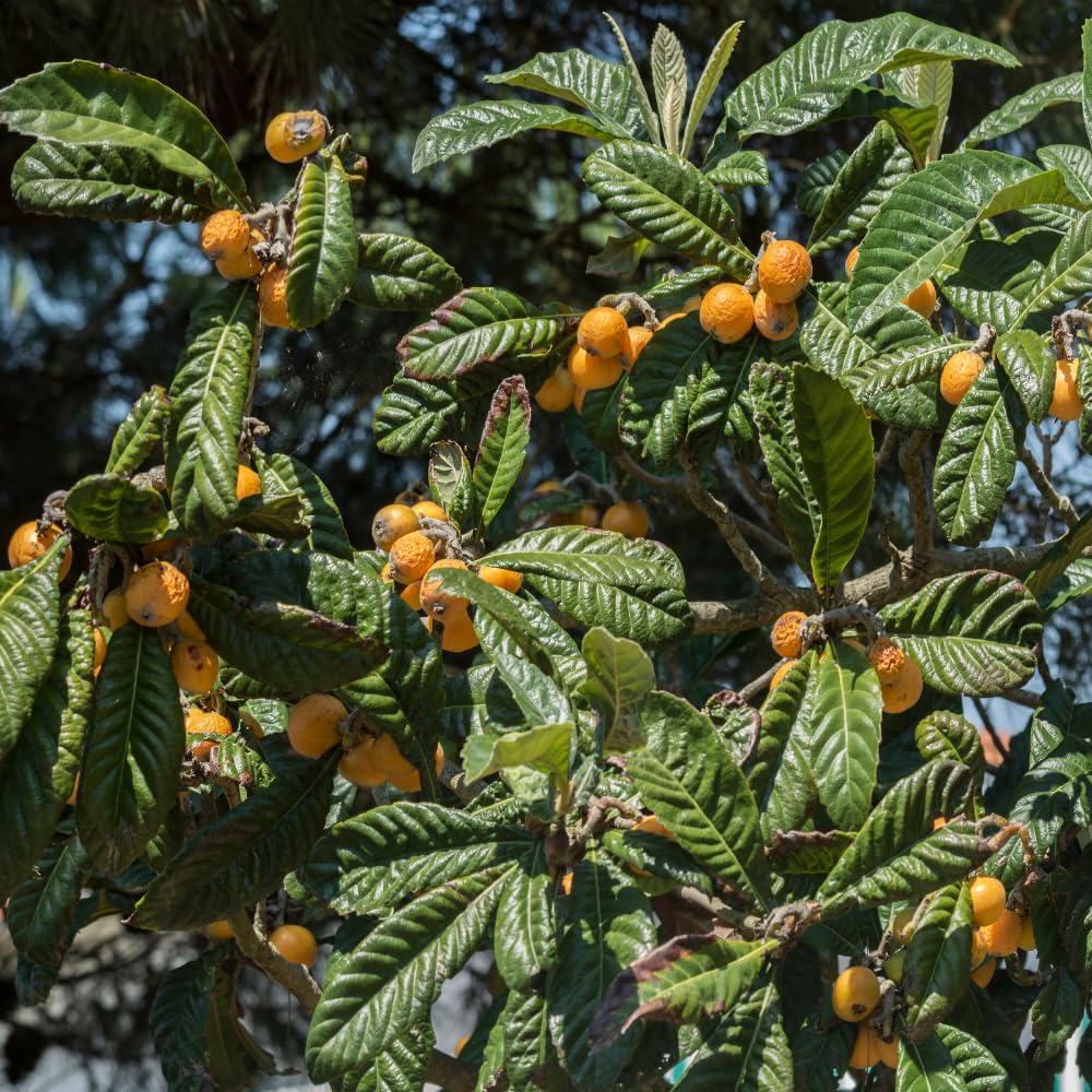 Golden Loquat Tree Plant Live, Loquat Fruit Live Plant, 1 Gallon Pot, Sweet Fruit Garden Outdoor, No Ship to CA