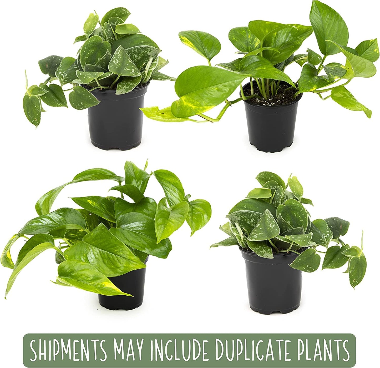 Money Tree Plant Indoor House Plants, Chinese Money Plant Decor, Bonsai Tree Feng & Live Pothos Plants (4PK) Indoor Plants Live Houseplants, Pothos Live Plant House Plants Indoors Live Plants