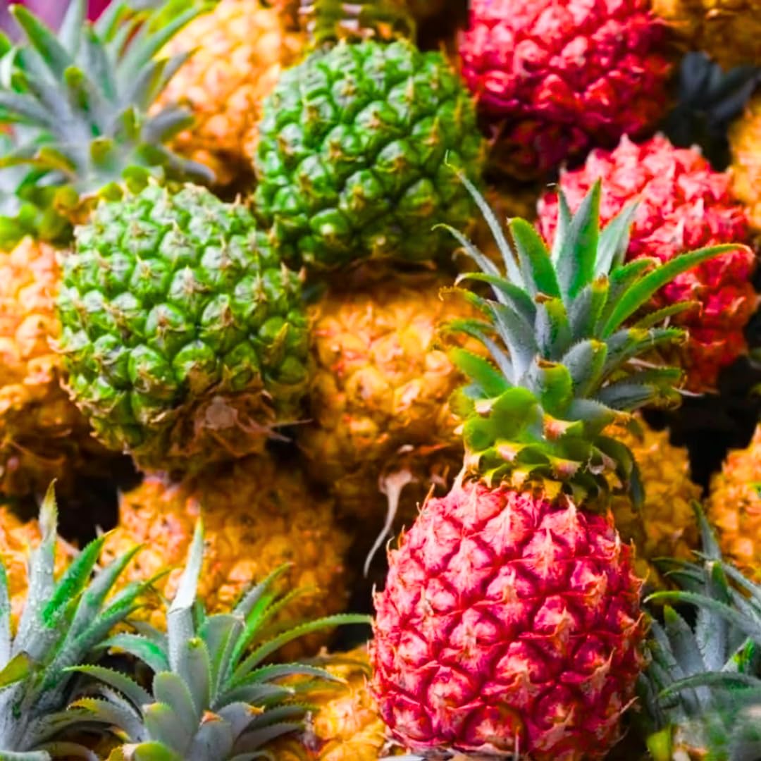 Pack 2 Random Pineapple Plants Live, Tropical Fruit for Spring Plant, Well-Rooted 4 to 8 Inch Tall for Planting Outdoor Full Sun