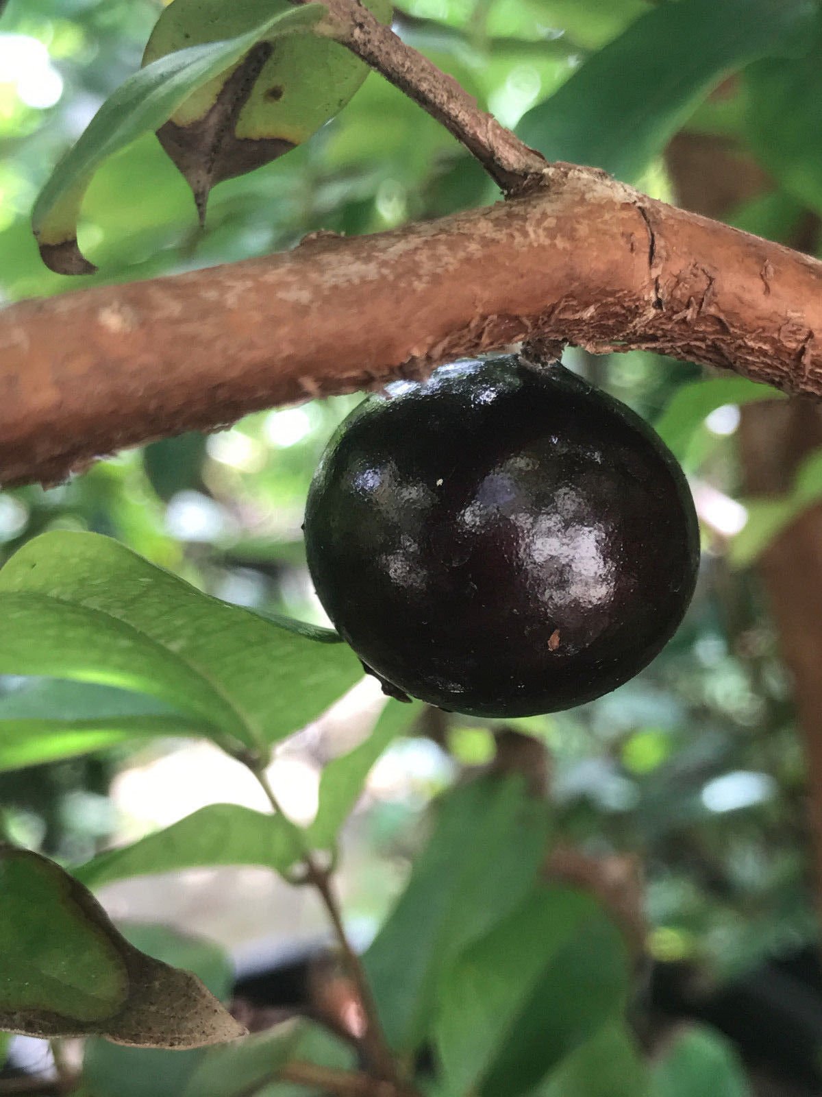 Red Hybrid Jaboticaba Myrciaria Plinia cauliflora x aureana Fruit Tree Plant