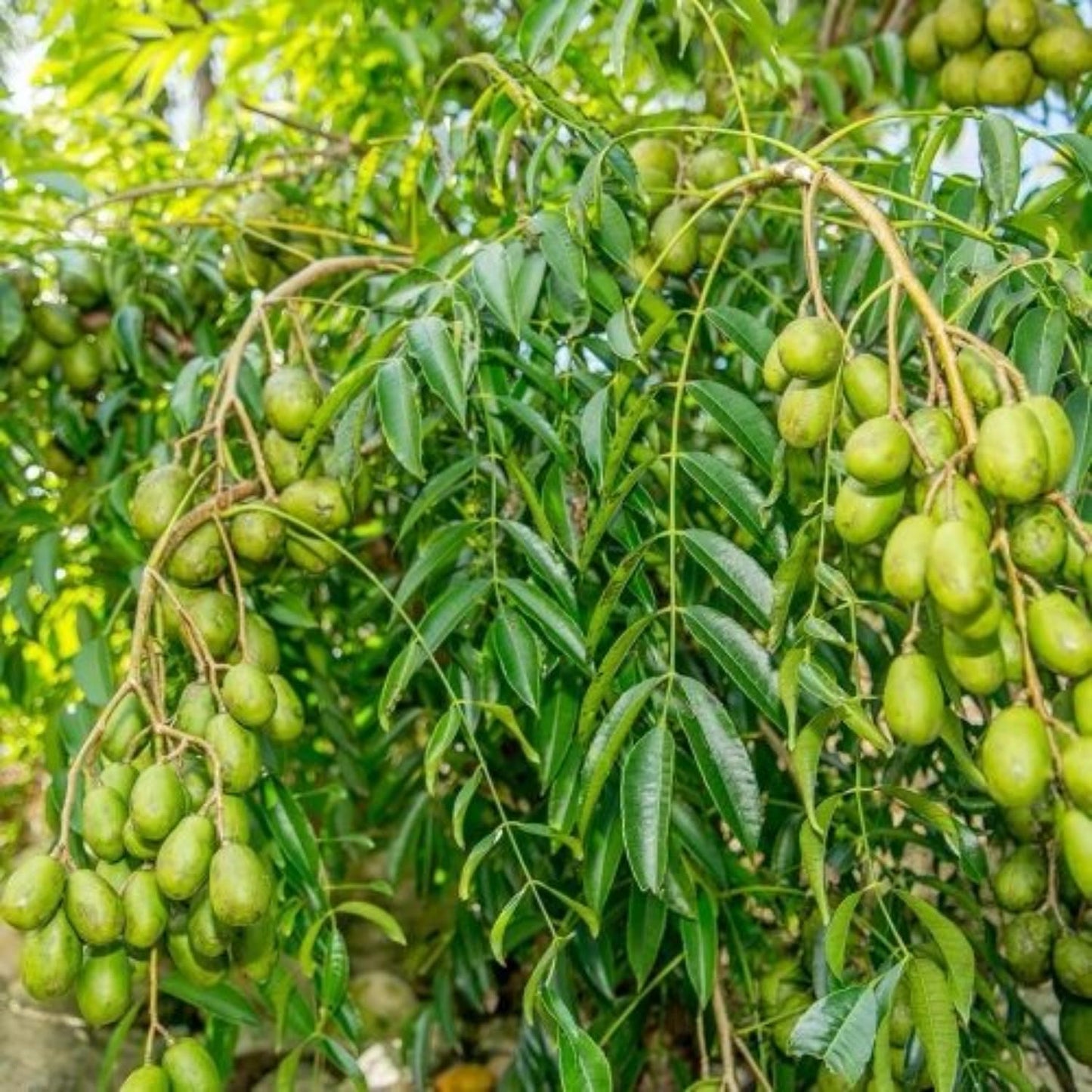 Thai June Plum Tree Live Plant in 3 Gallon Pot, 2-3 Years Old Well-Rooted, Ready to Transplant Outdoor, Fast-Growing