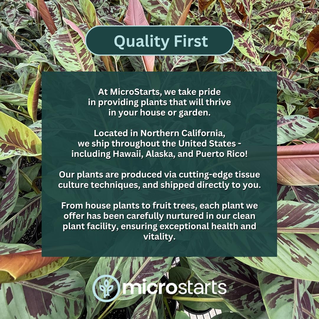 Zebrina Banana, Blood Banana - 1 Plant - Ornamental Tropical Plant