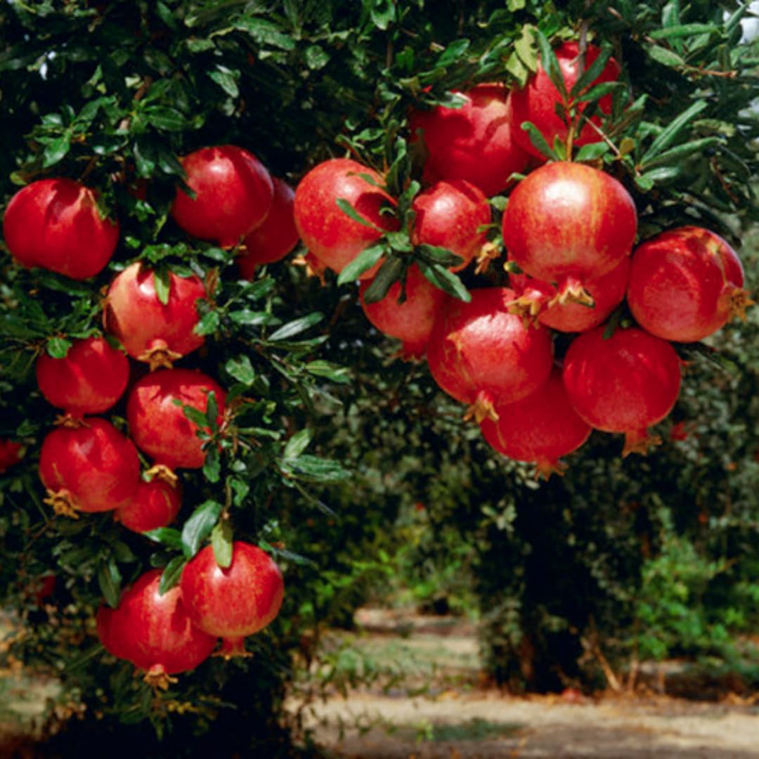 2 Red Pomegranate Trees Live Plants, Well-Rooted, 5-9 Inches Tall, Large Sweet Fruit for Your Garden