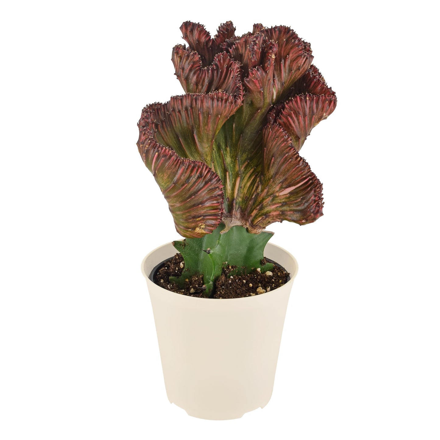 Arcadia Garden Products Live Mermaid Tail Cactus Indoor Houseplant in Plastic Pot, Euphorbia lactea Cristata Crested Coral Succulent Plant Gift for Home and Garden Decor, 4-inch, Red