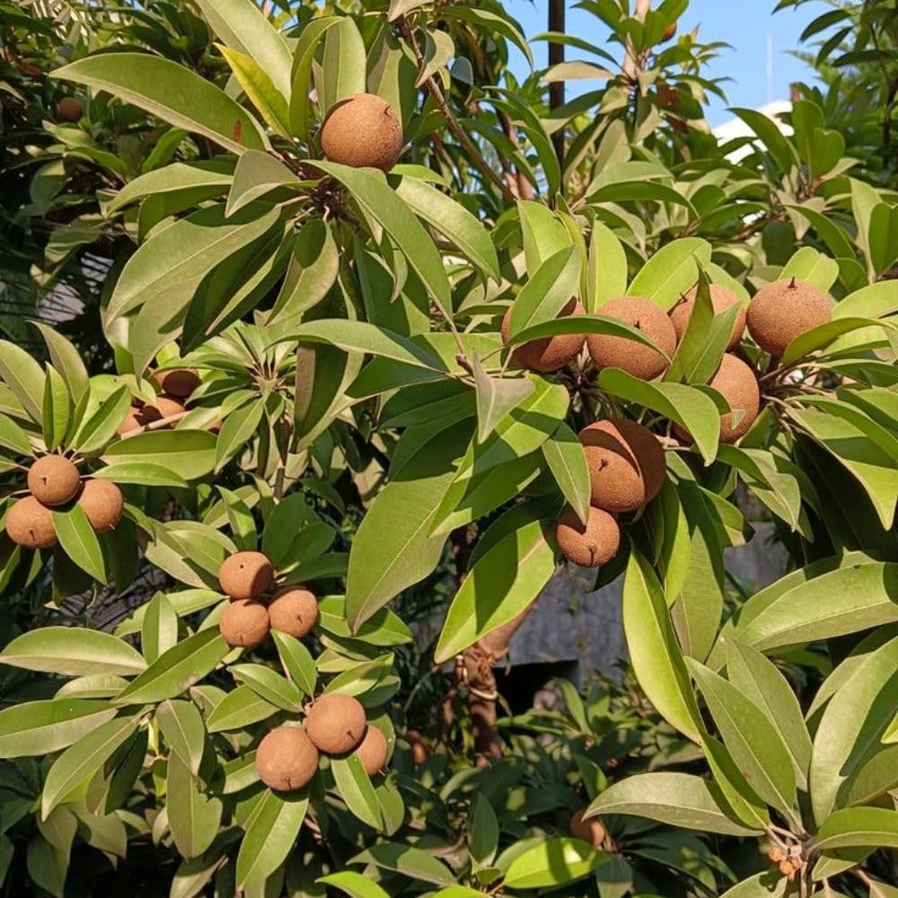 Live Sapodilla Plant 2-3 Feet in 3 Gallon Pot, Sapote Plant Live, Tropical Fruit Tree for Outdoor Garden, No Ship to CA