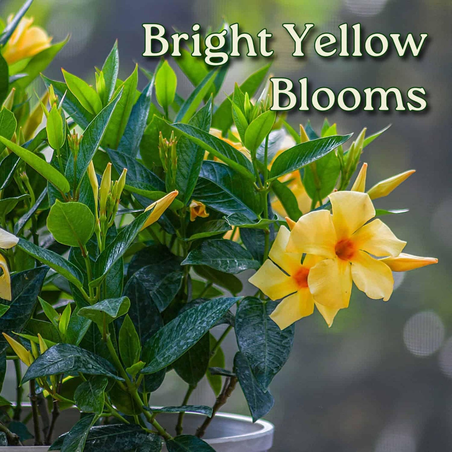 Tropical Plants of Florida Yellow Dipladenia Live Plant - 3 Gallon 22 to 26 Inch Tall Tropical Flowering Bush Outdoor Patio Garden Plant Mandevilla