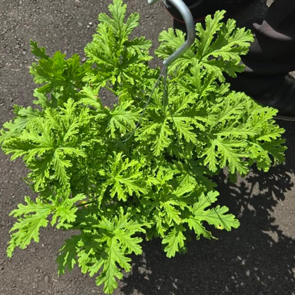 Set 2 Citronella Live Plants 4-7 Inches, Fragrant Citronella Geranium for Growing Outdoor Garden
