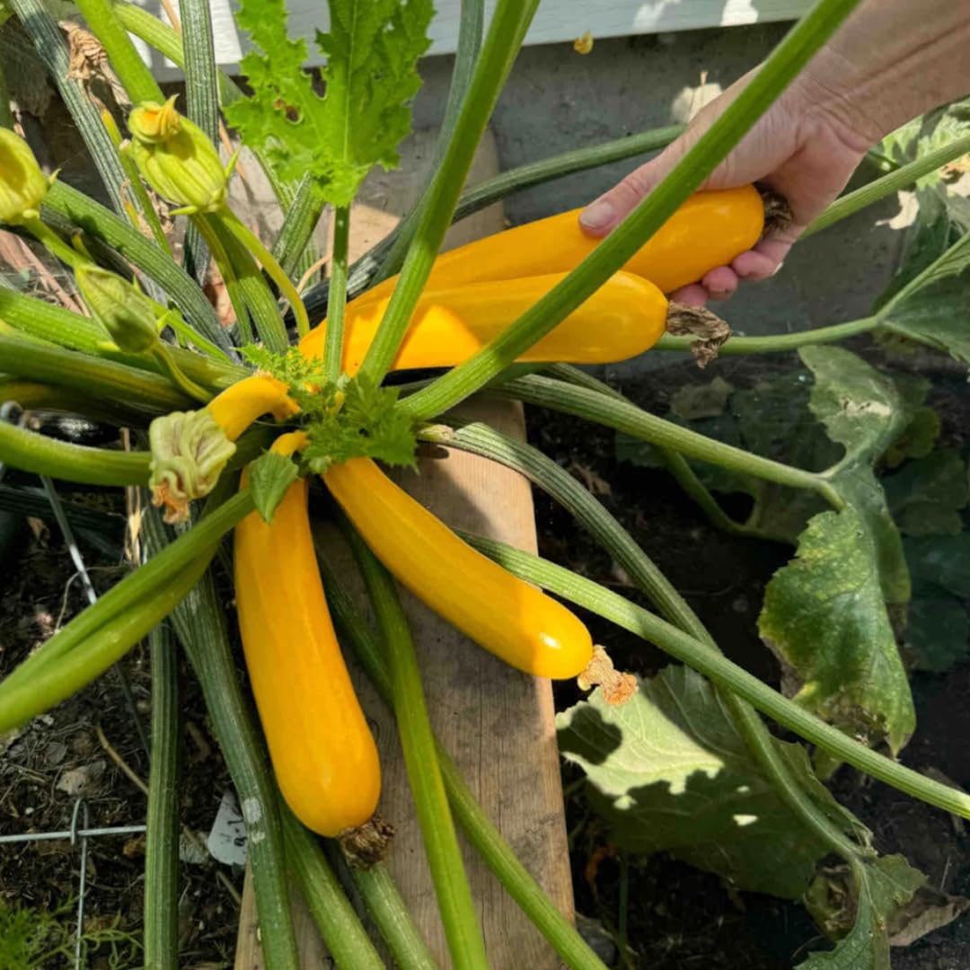 4 Squash Plants Live, 4 Inc Potted, Vegetable Plant 4-7 Inc Tall, Zucchini Plants Live for Planting Outside Inside