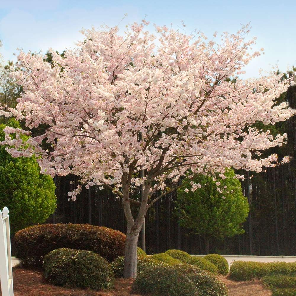 Cherry Blossom Tree, Live Ornamental Tree 6-12" Tall in Pot, Beautiful Spring Blooms for Outdoor Planting (Autumn Cherry Blossom)