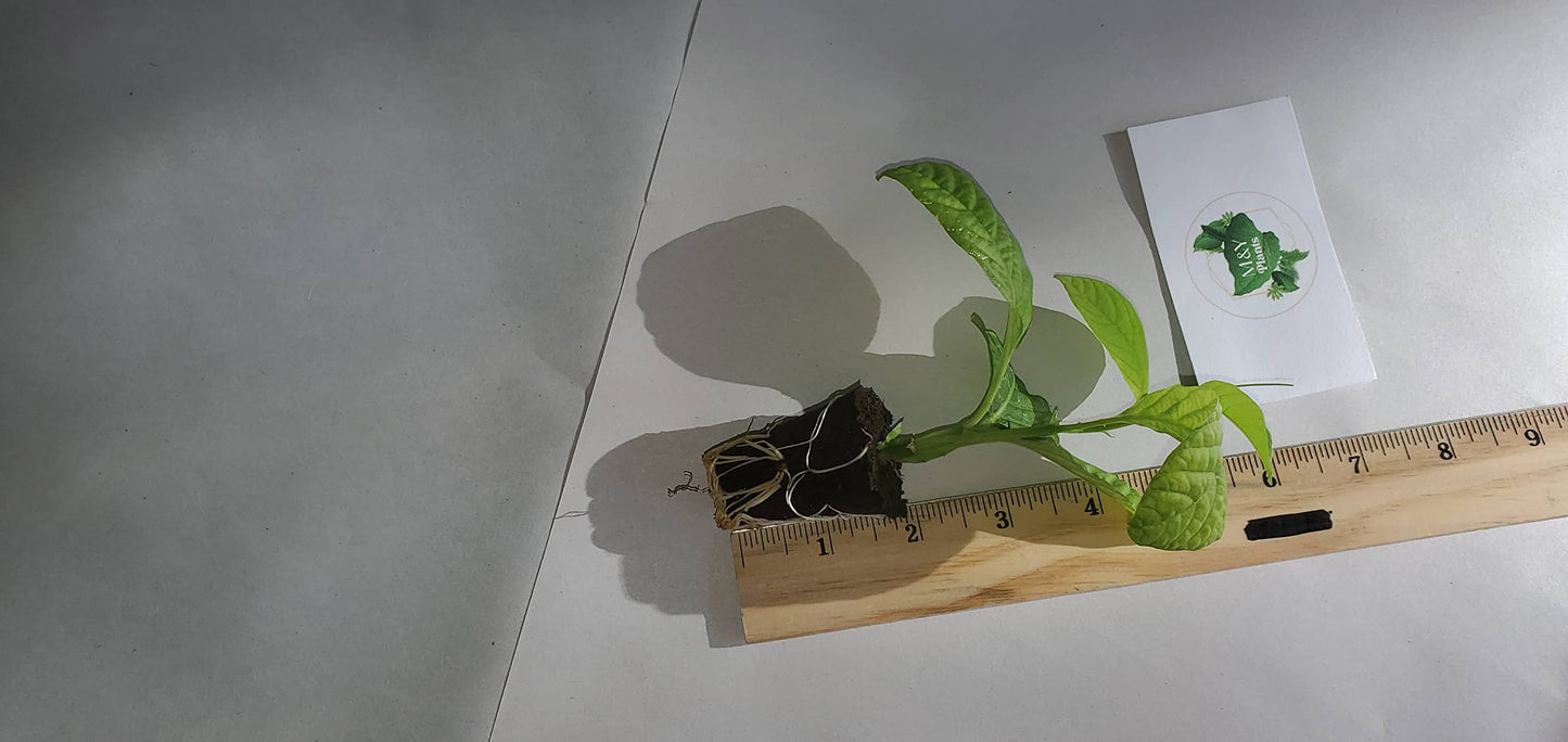 2-Live Passiflora quadrangularis 'Giant Grandilla' Starter Plants (Unable to Ship to:AZ, AK, HI, OR, PR)