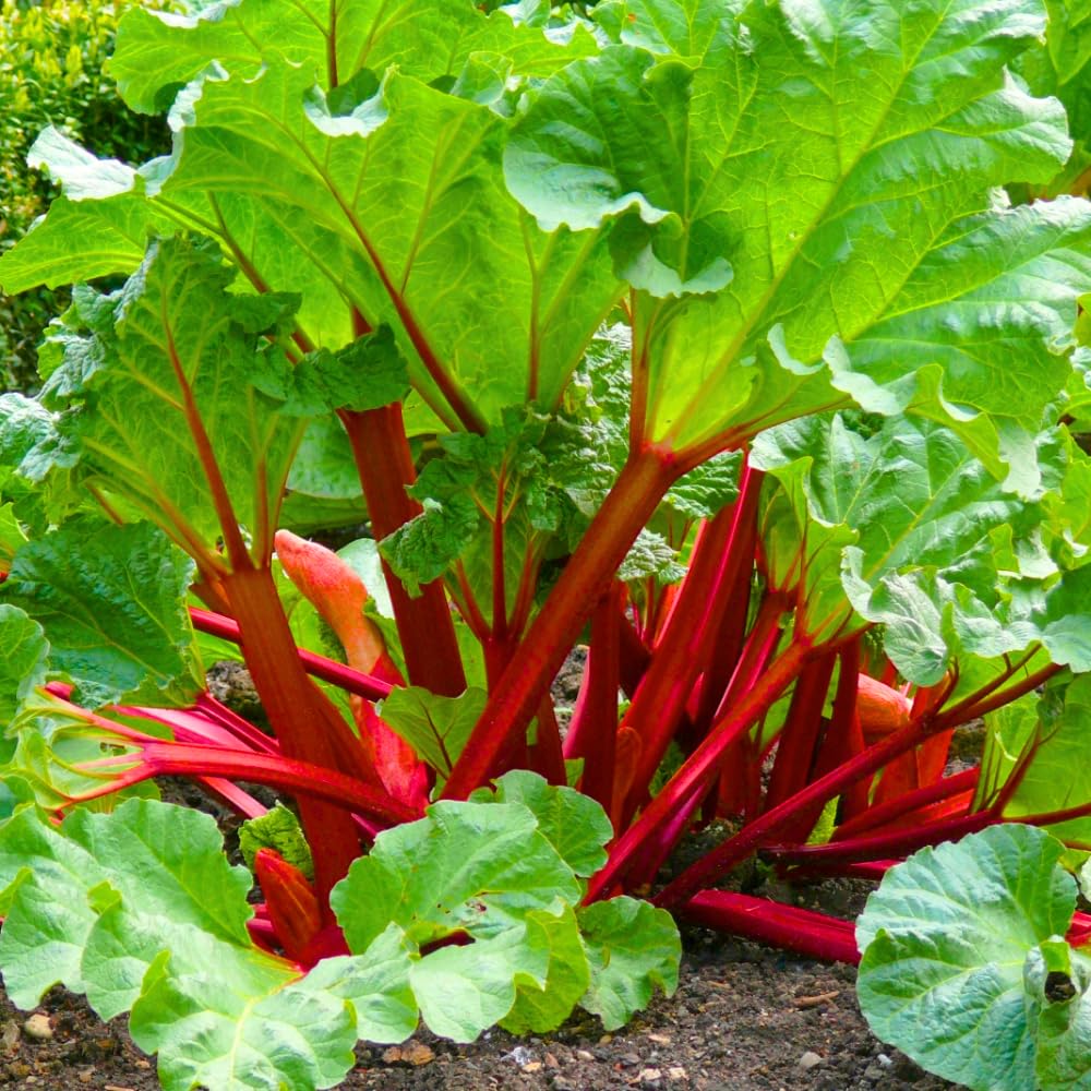 Pack 5 Rhubarb Crowns Extra Large (XL Size) Fast-Growing, Rhubarb Root Division Plant, High Yield, Rich Flavor, Red Stalks