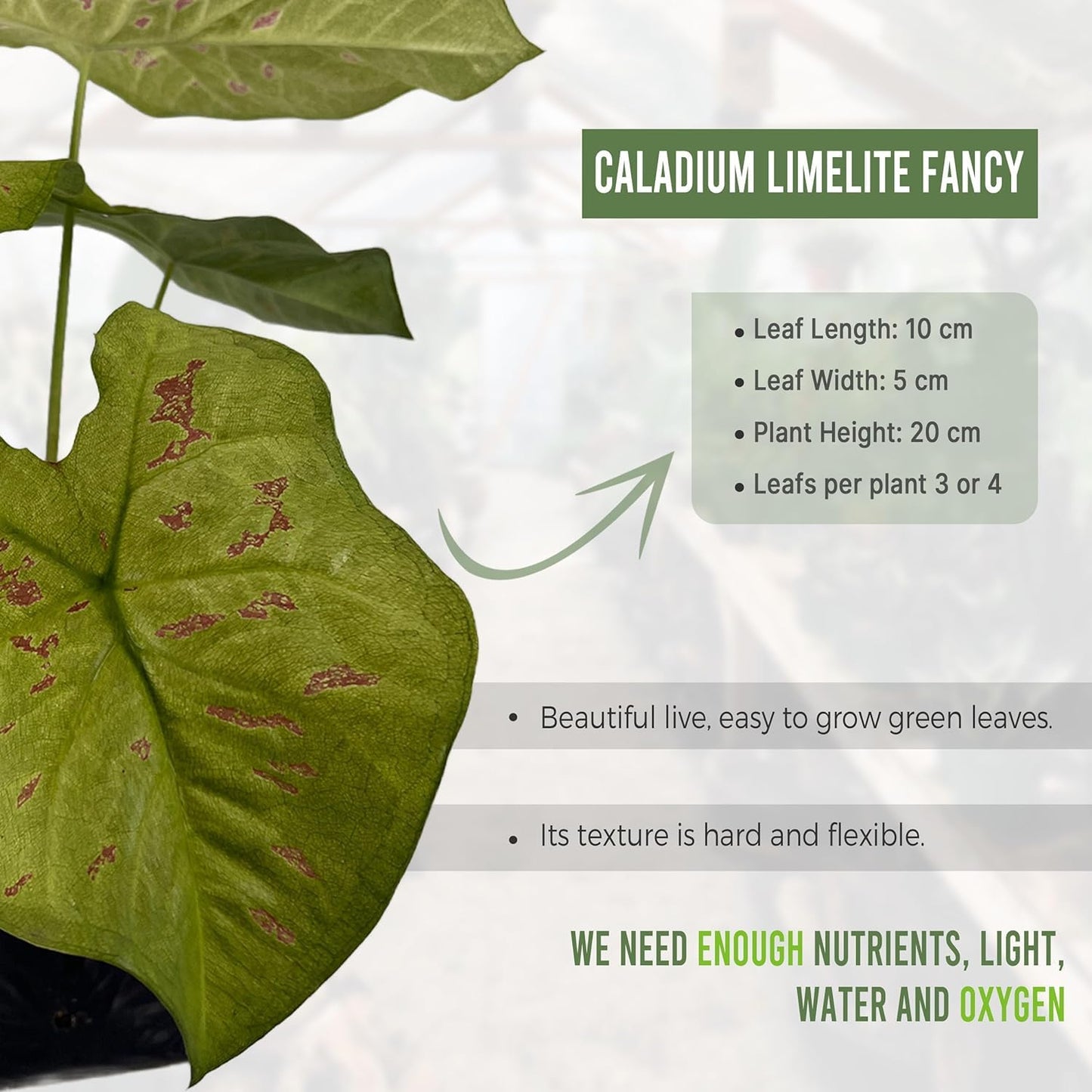 LEAL PLANTS ECUADOR Caladium Limelite Fancy, Begonia Cruz de Hierro, Echeveria Dark Purple, Epipremnum Aureum, Sansevieria Black & Gold (Pack of 5) Live Plant Perfect for Indoor & Outdoor