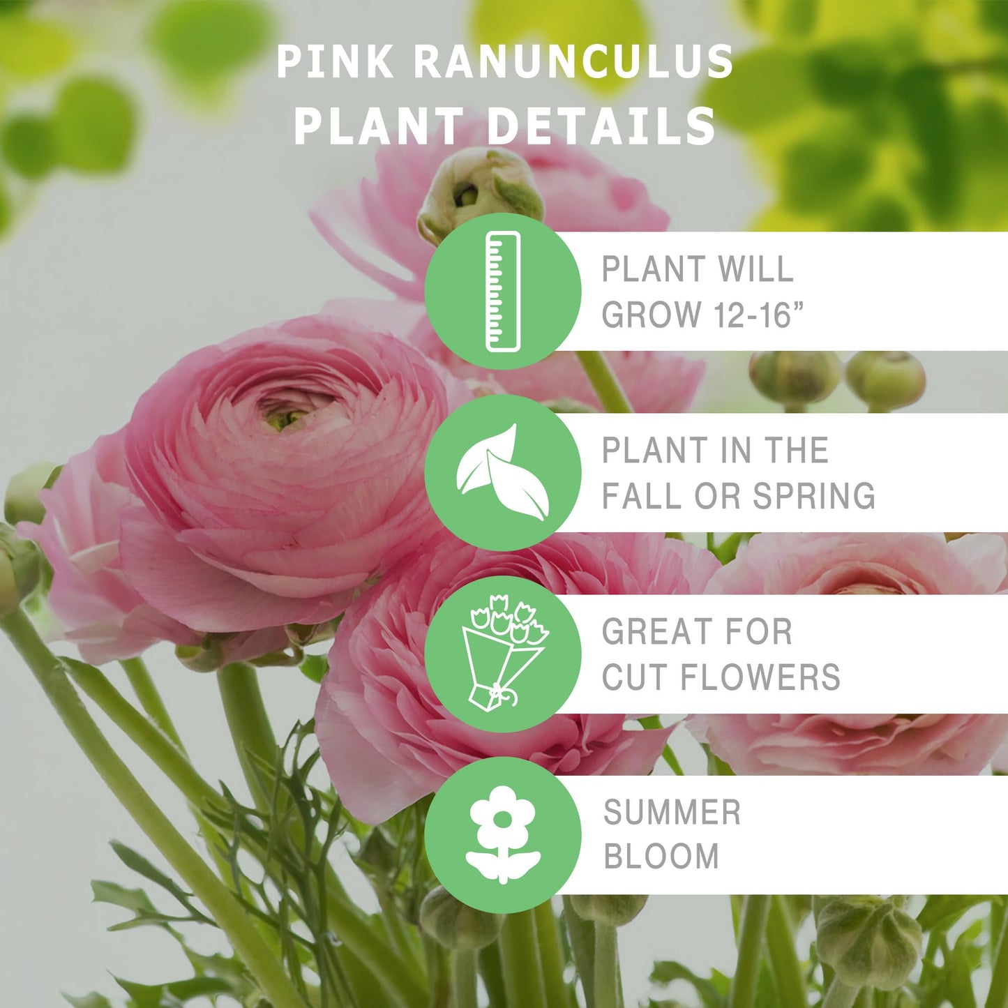 Bloomingbulb Pink Ranunculus Flower Bulbs (10-Pack) 🌸 Perennial Bulbs for Planting Outdoors – Lush, Layered Blooms – Elegant Fall Flowers Bulbs for Beds & Bouquets
