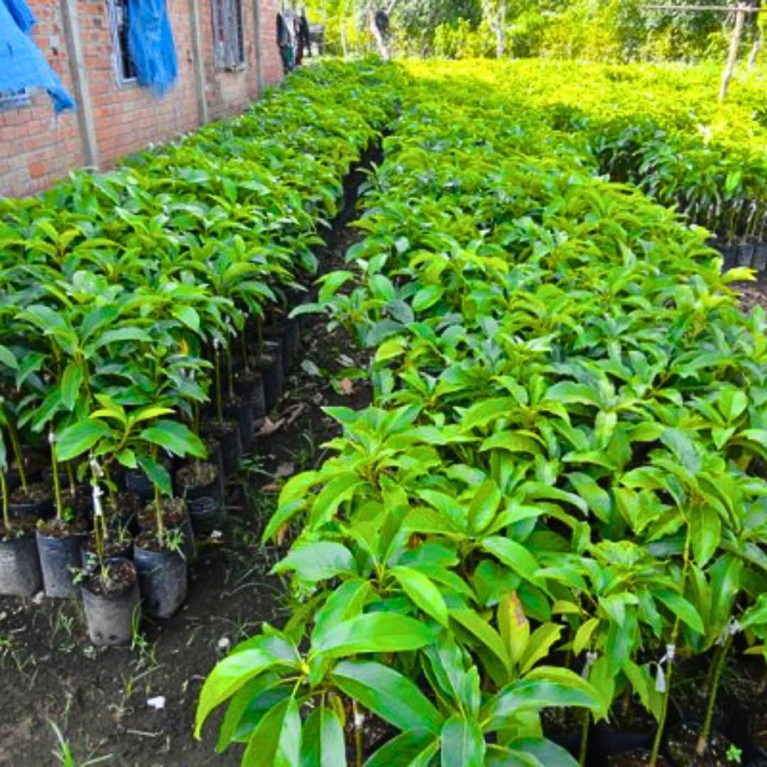 2 Years Old Avocado Tree Grafted, 1-2 Feet Tall in 3 Gallon Pot,Ready to Plant and Bear Fruit (Super HASS Dwarf)