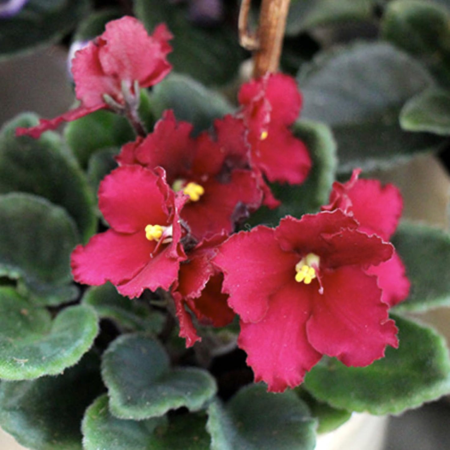 African Violets Live Plant in 4 Inch Pot, Red Burgundy Blooms, Perennial Flower Houseplant African Violet Plant for Indoors Outdoor Garden