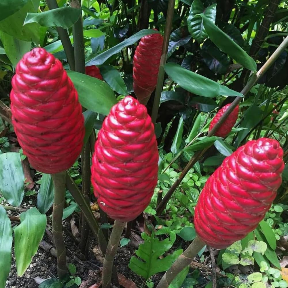 Pack 8 Awapuhi Shampoo Ginger Roots, Zingiber Zerumbet Pinecone Ginger Rhizomes to Grow