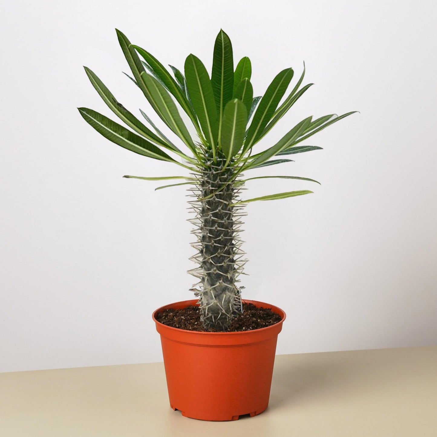 Pachypodium 'lamerei' (Madagascar Palm) | Live Plant for Indoor & Outdoor | for Living Room, Office, Bathroom | (6" Pot)