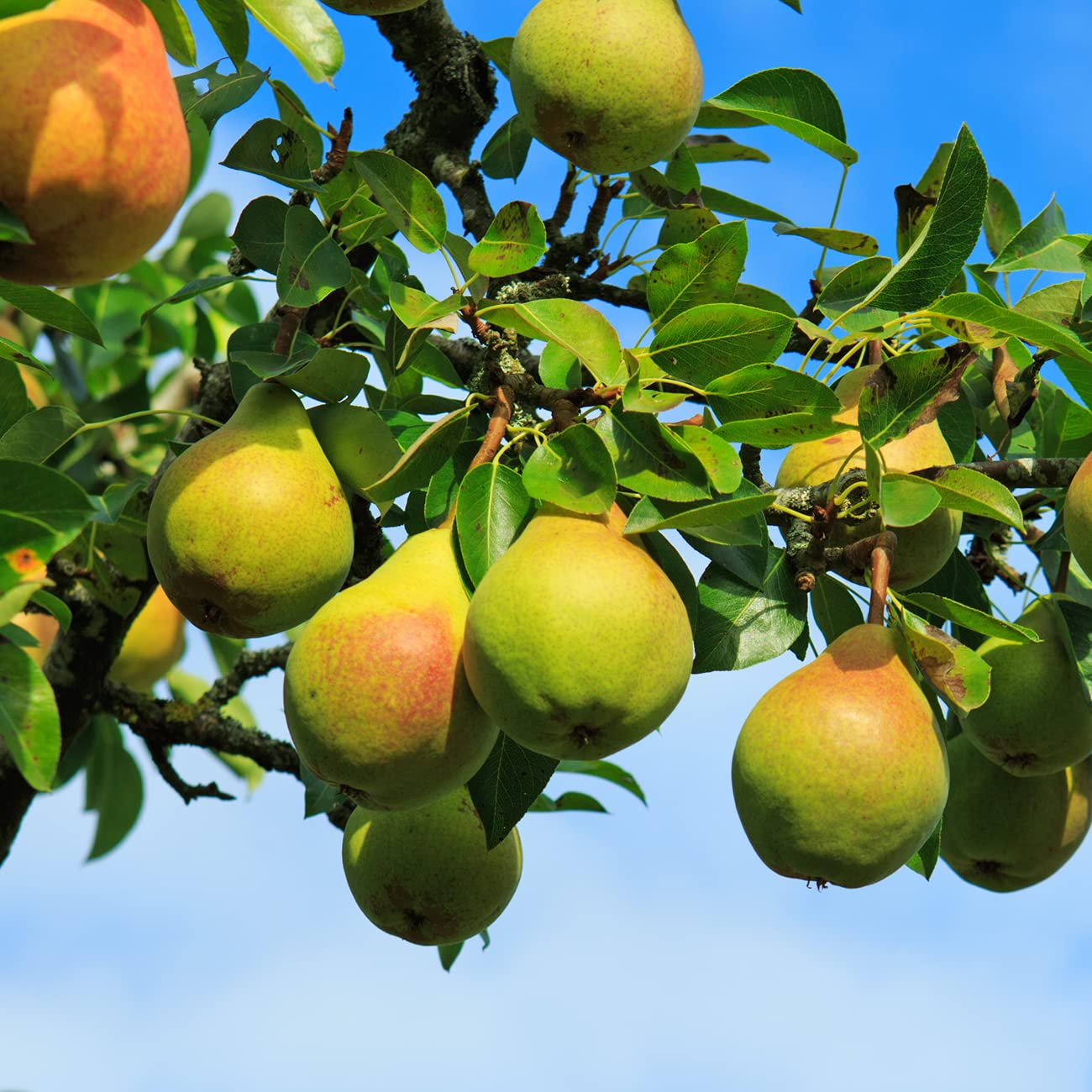 Perfect Plants Ayers Pear Tree 4-5 Feet | Live Trees for Outdoor Planting | Sweet Fruit for Fresh Eating or Canning | Sugar Pear Fruits Delicious and Healthy