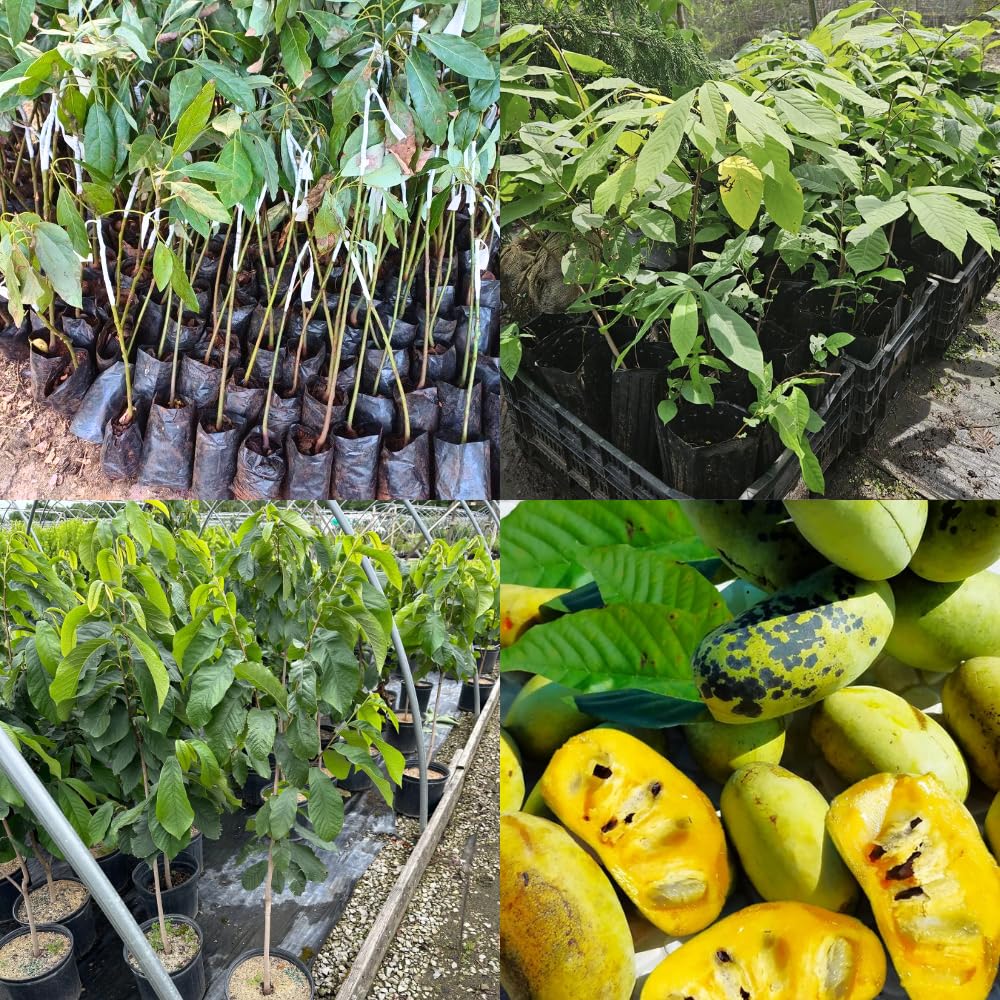 Pawpaw Tree Live Plant, 6-15 Inch Tall, Quart Pot, Paw Paw Plant Live for Outdoor Planting, Cold-Hardy Fruit Tree