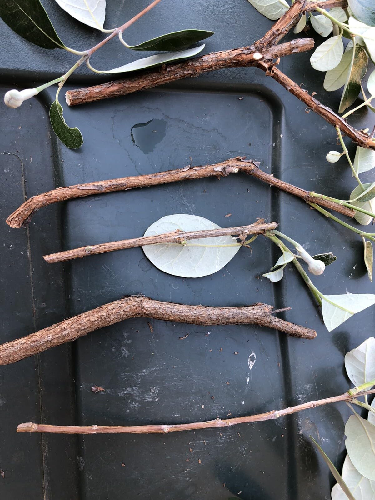 Live Plant - 4 Fresh Pineapple Guava Tree Cuttings for Planting