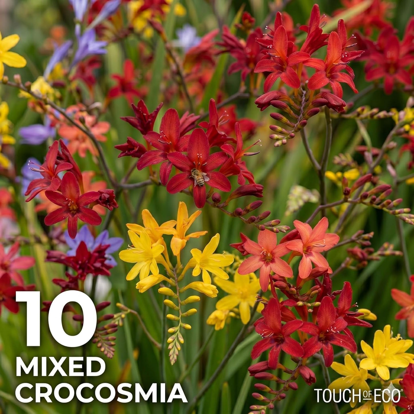 Amazing Deal -100 Perennial Bulbs Birds, Butterflies & Bees English Flower Bulb Collection – Crocosmia, Allium, Anemone & Triteleia Mix – Colorful Summer Blooms – Attracts Outdoor Pollinator EasyGrow