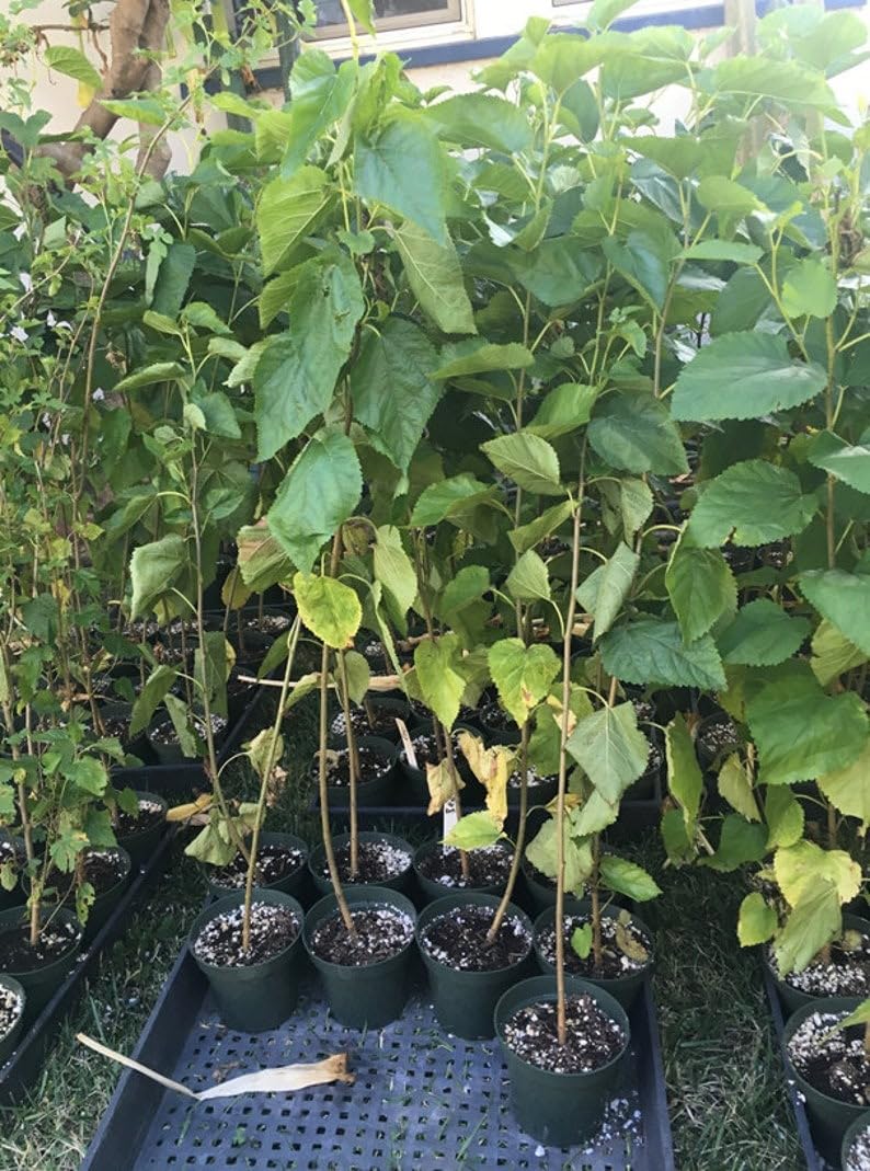 18-24" Tall White Mulberry (Morus alba) Plant, Russian, 2 Year Old, no Leaves