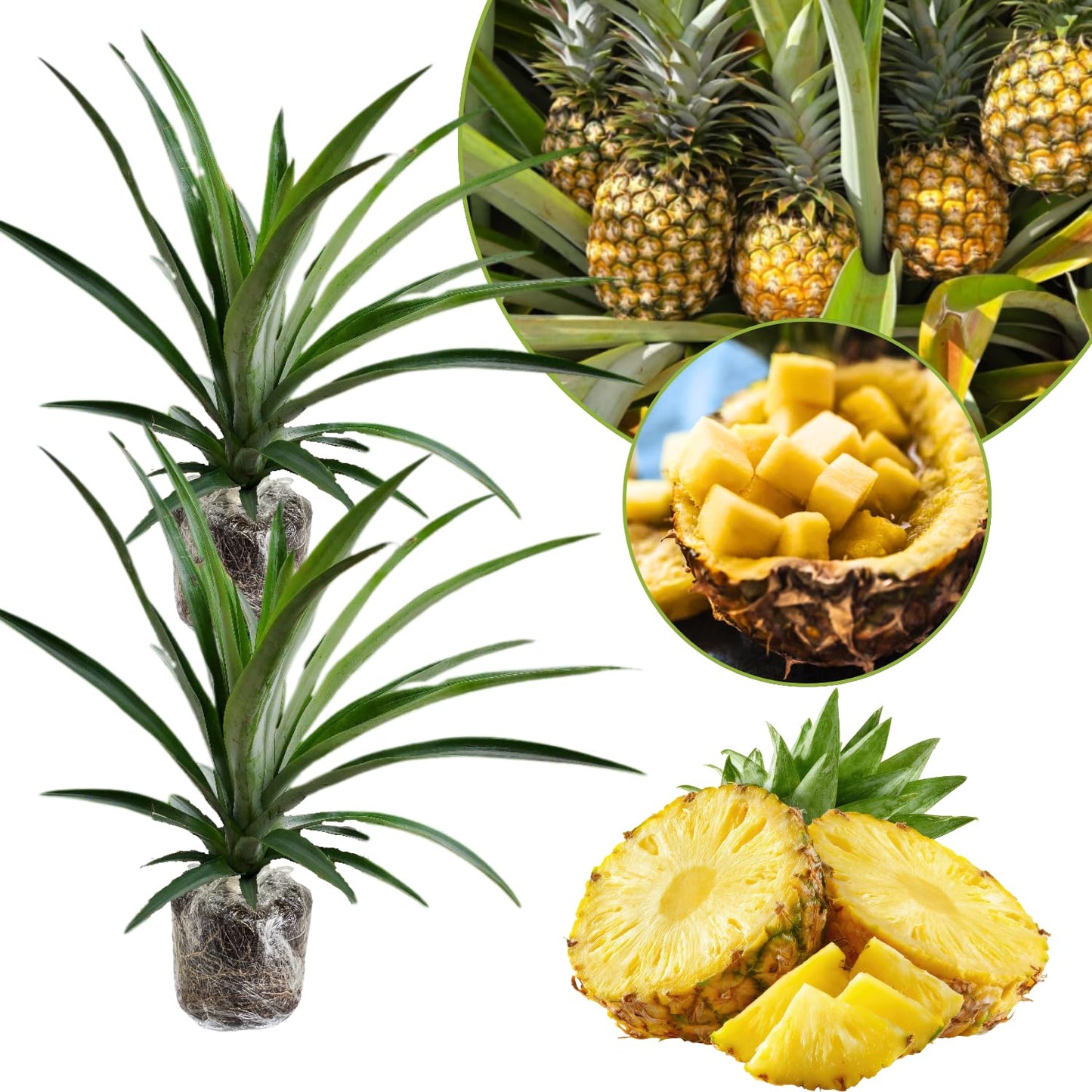 2 Pineapple Plants Live to Grow 5 to 8 Inch Tall, Sweet Pineapple Fruit Tree Live Plant for Outdoor (Sugarloaf Pineapple)