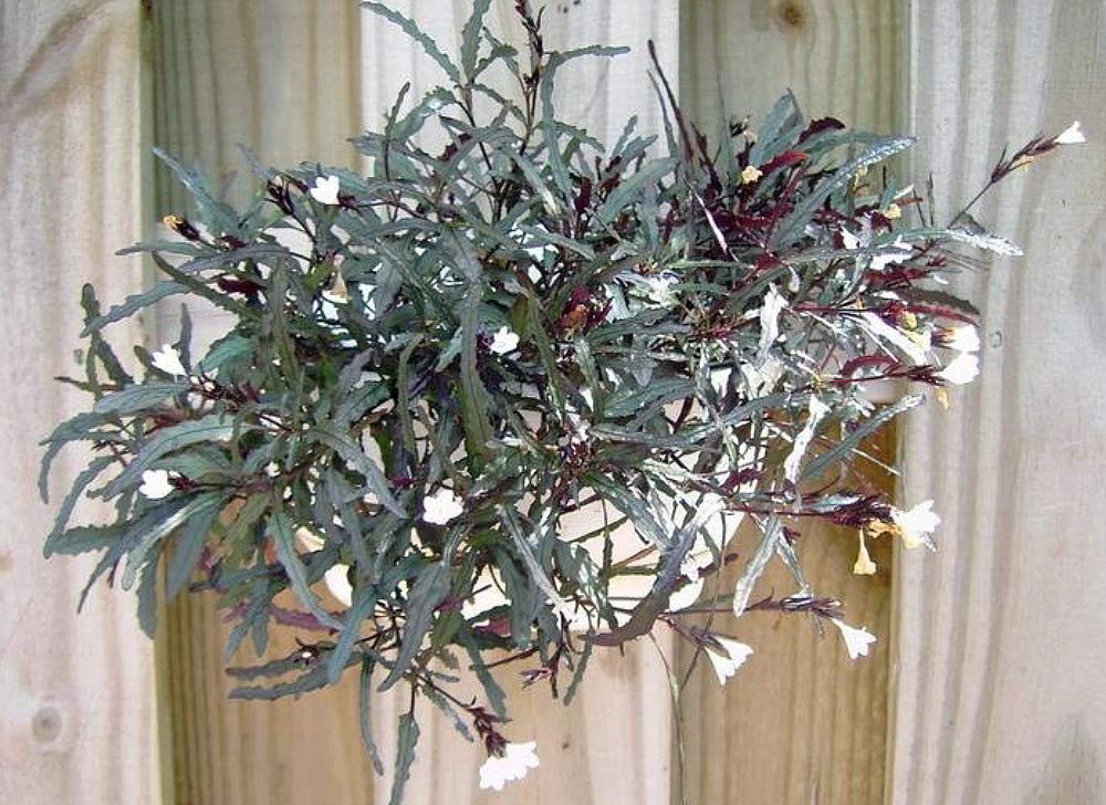 Dragon's Tongue Plant - Hemigraphis - Terrarium/FairyGarden/Houseplant- 2.5" Pot