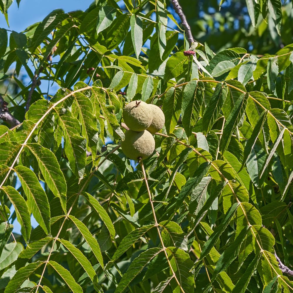 2 Black Walnut Tree Plants Live Bare Roots, 12 to 17 Inc Tall, Live Walnut Plant, Fast Growing