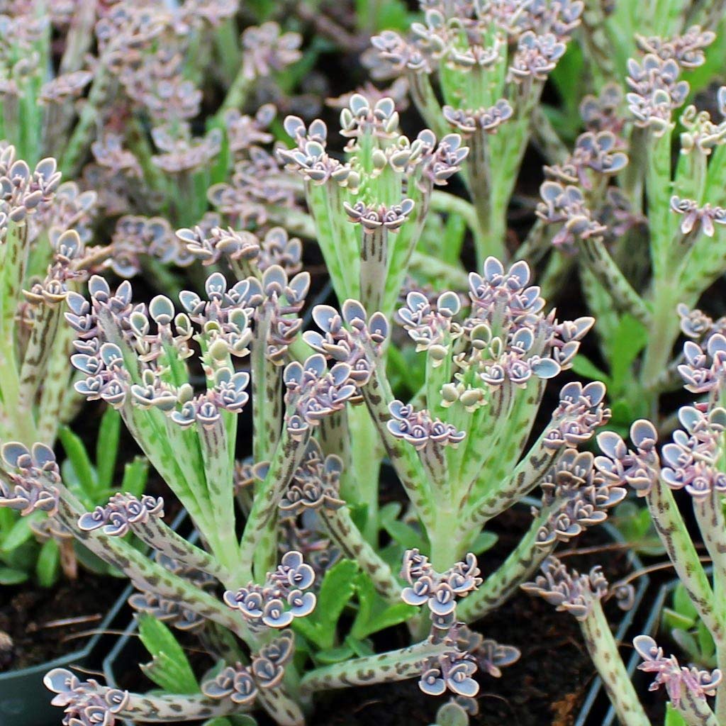 Kalanchoe Mother of Millions - Live Plant in a 2 Inch Pot - Kalanchoe Tubiflora - Beautiful Indoor Outdoor Cacti Succulent Houseplant