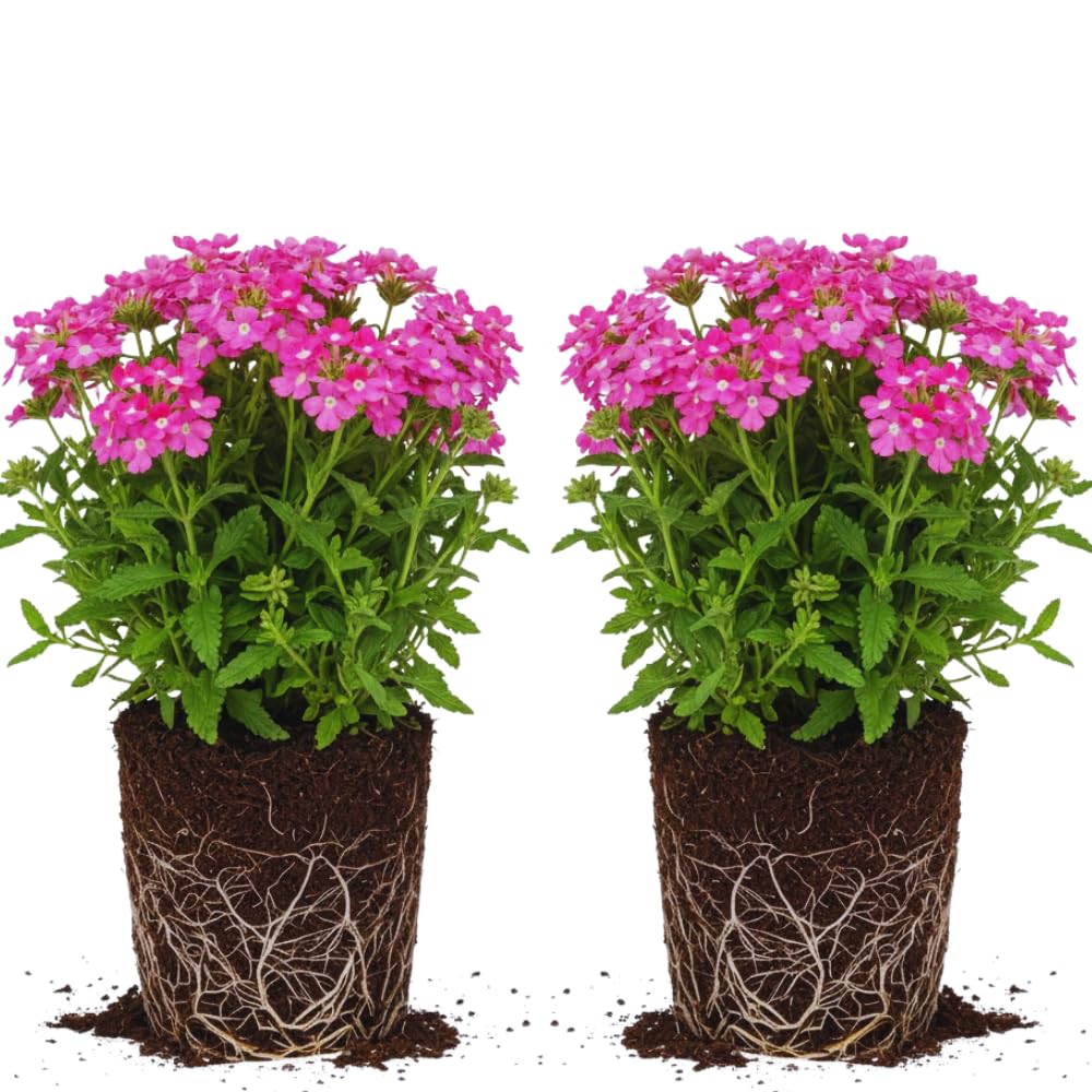 2 Pink Verbena Plants Live for Planting, Colorful Blooming Flower Plant, Verbena Live Plants, 5 to 7 Inc Tall
