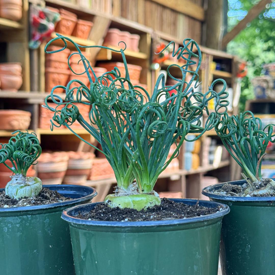 Rare Albuca Spiralis Plant Live in 3" Pot, Corkscrew Frizzle Sizzle Houseplant Ornamental Albuca Spiralis, Curly Grass Succulent Live Plant