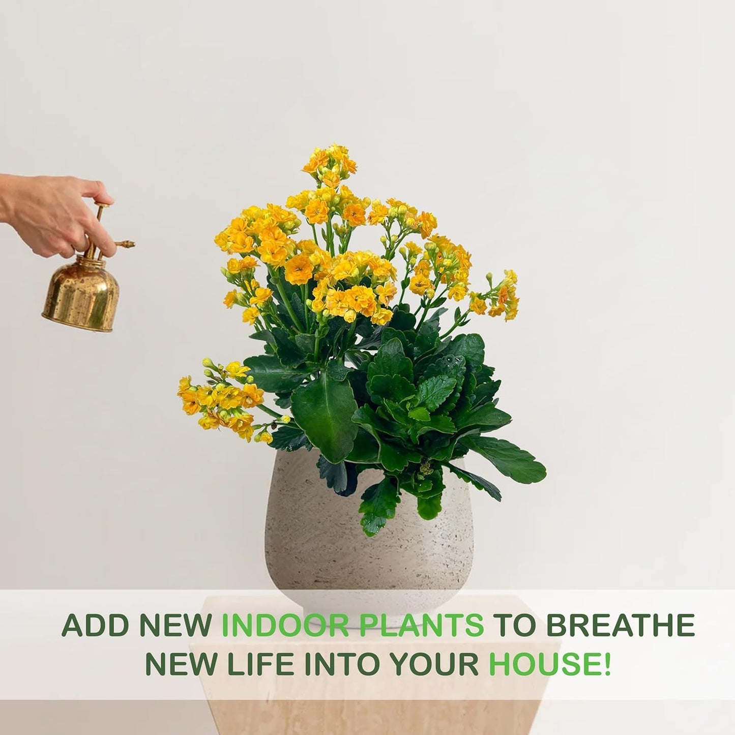 LEAL PLANTS ECUADOR Kalanchoe Plants (Pack of 3) Bundle Plants Vibrant, Long-Lasting Blooms & Easy Care,Air-Purifying, Perfect for Home Decor, Unique Gift for Plant Lover