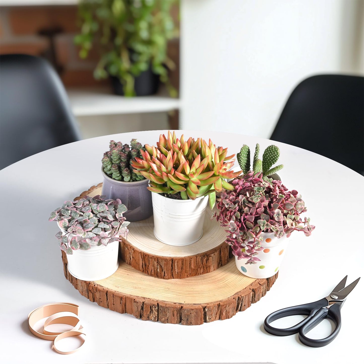 Live Succulents Crassula Baby's Necklace (4-inch), Succulent Plants Fully Rooted in Pots with Soil, Easy-Care House Plant for DIY, Home Office Decor, Wedding Party Favor