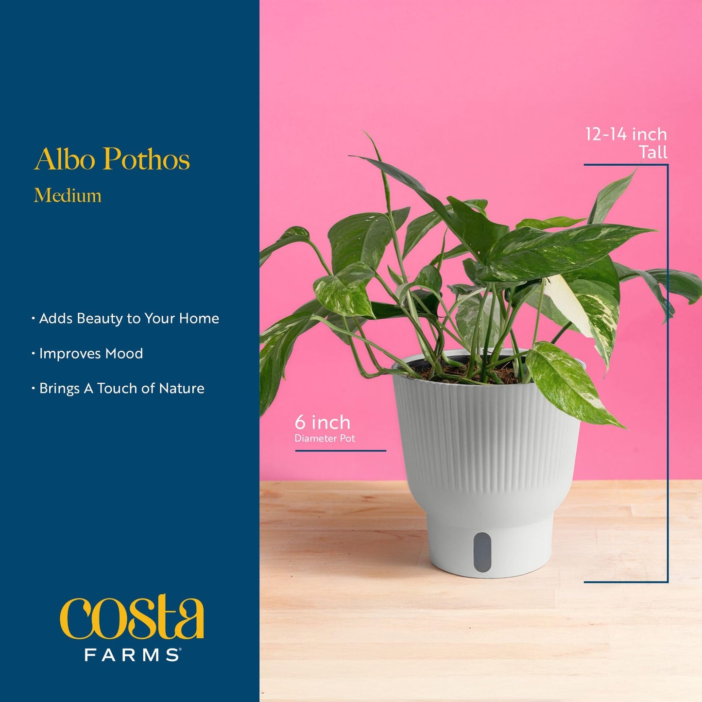 Costa Farms Albo Variegated Pothos Live Plant in Self Watering Pot, Air Purifying Indoor Houseplant, Perfect for Home, Room, or Office Decor, Great House Warming or Birthday Gift, 12-18 Inches Tall