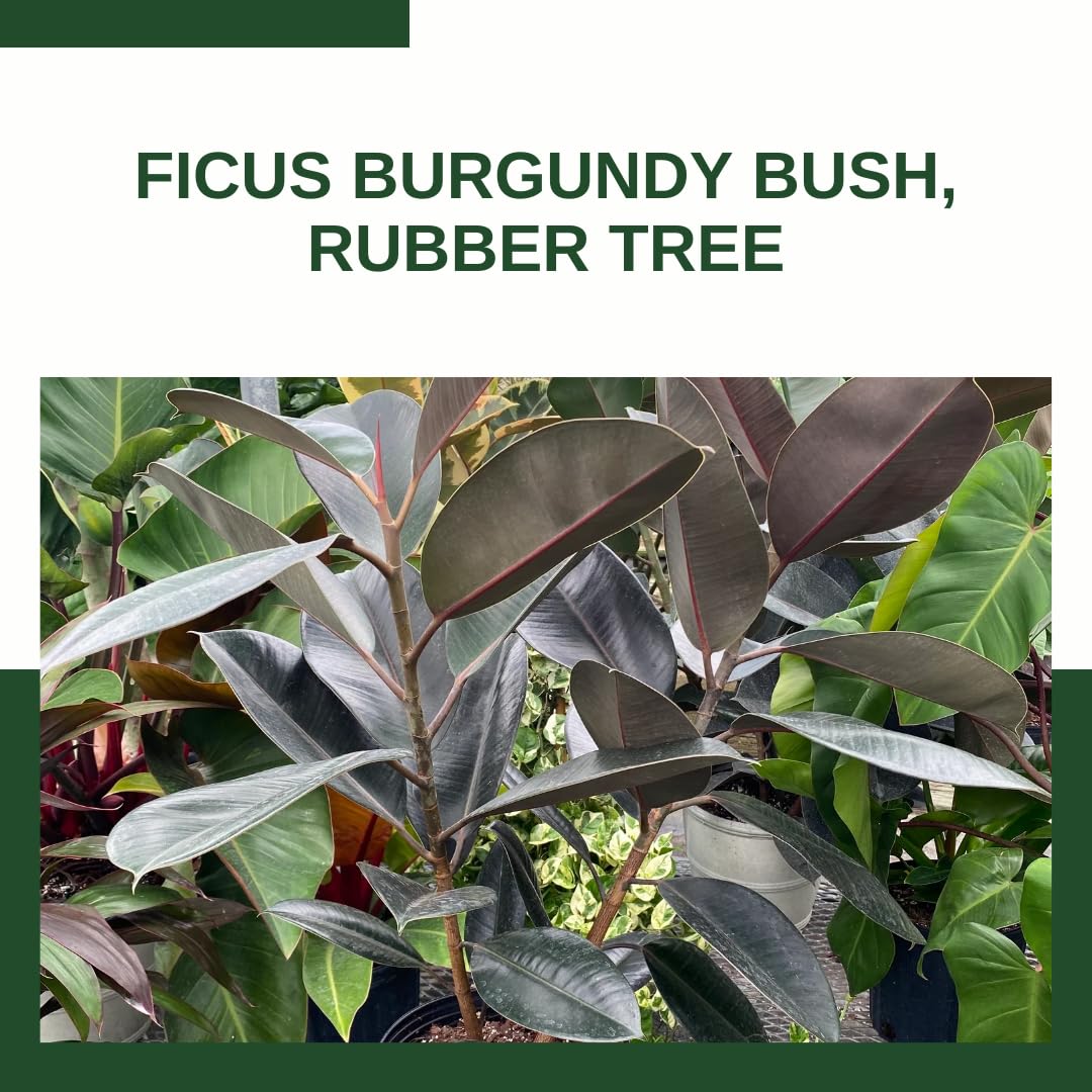 Eureka Farms Ficus Burgundy Bush – Live Rubber Tree Plant, Low Maintenance Indoor Tropical Houseplant with Rich Red & Green Foliage, Perfect for Home & Office Decor