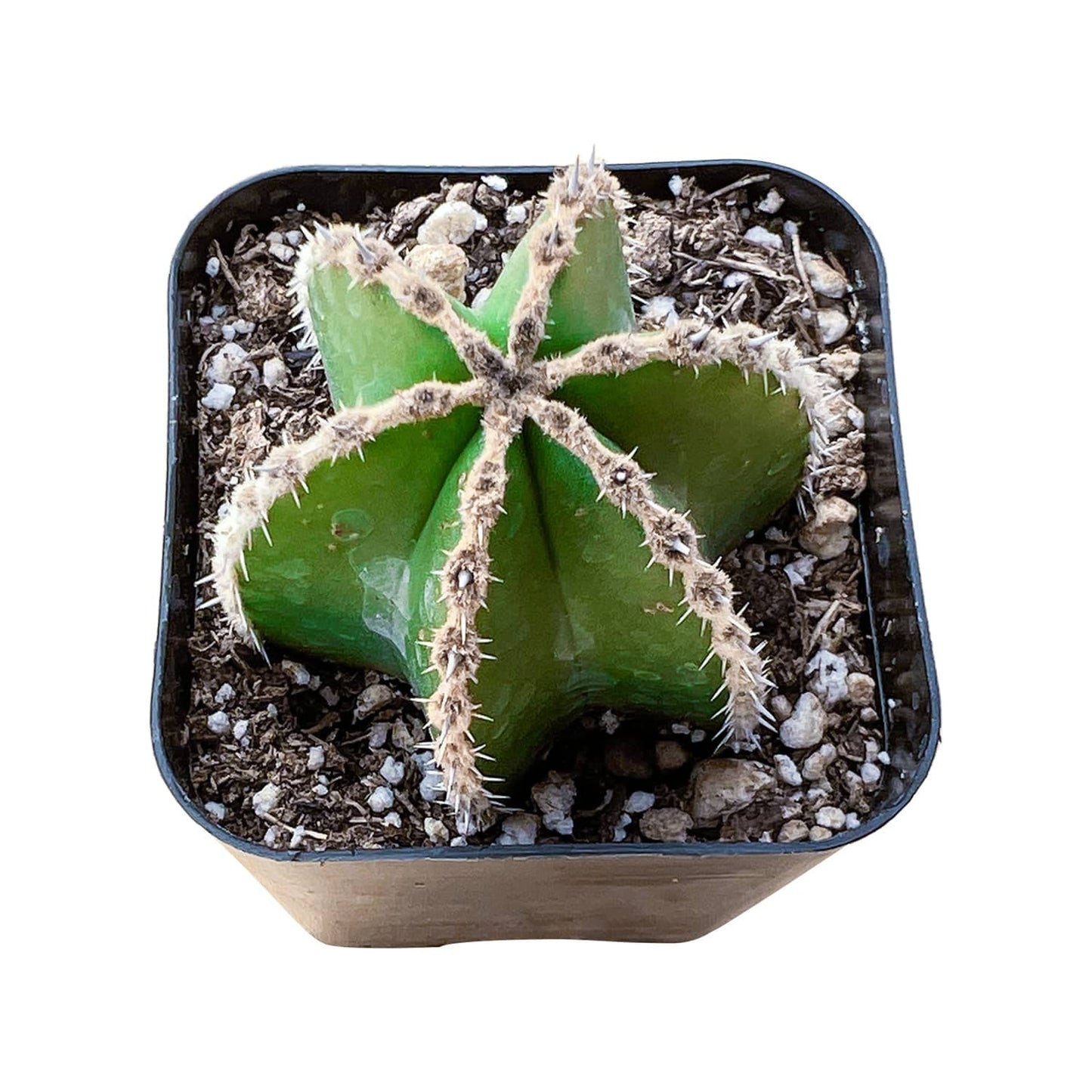 Live Succulent Mexican Fence Post Cactus, 2 Inch Fully Rooted Potted Plant, Easy Care & Drought Tolerant, Indoor Houseplant for Home Decor