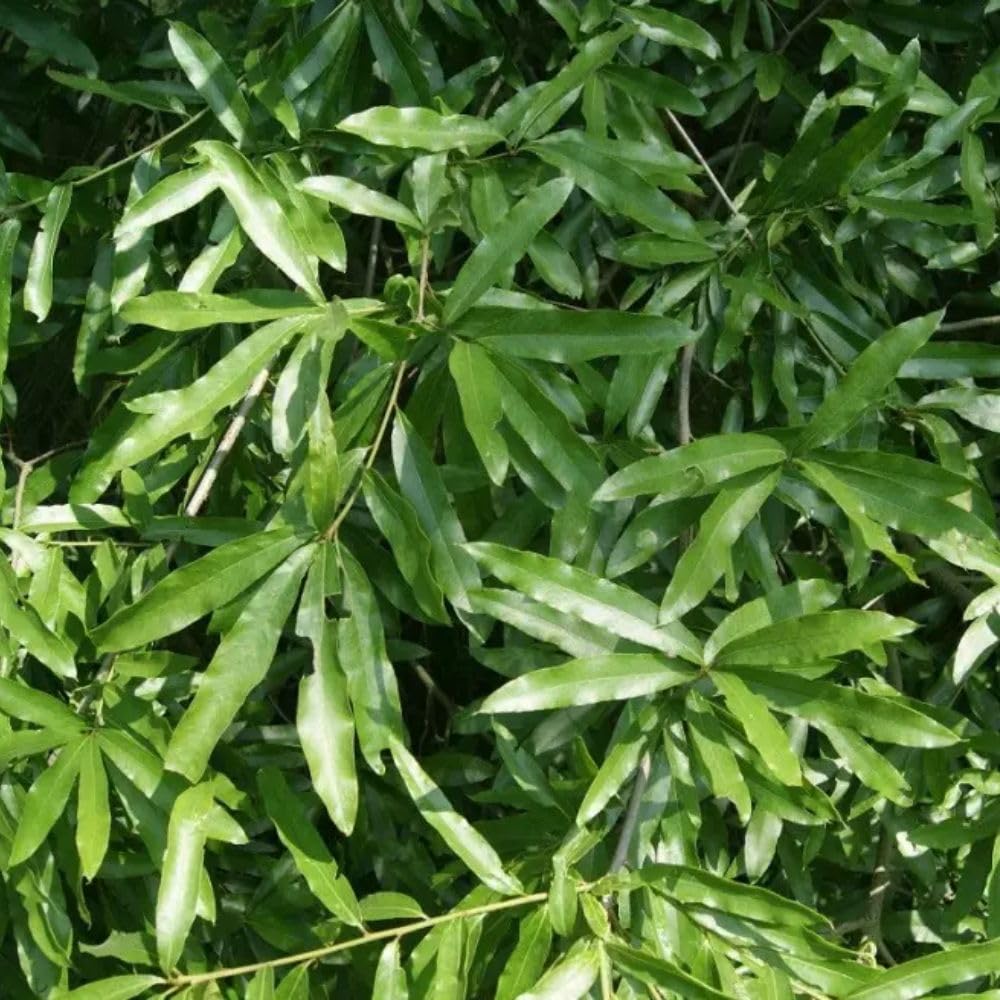 Set 2 Willow Oak Live Plant 12-18 Inch Tal, Hardy Shade Trees, Live Oak Plants for Planting Outdoor Garden, Dormant in Winter