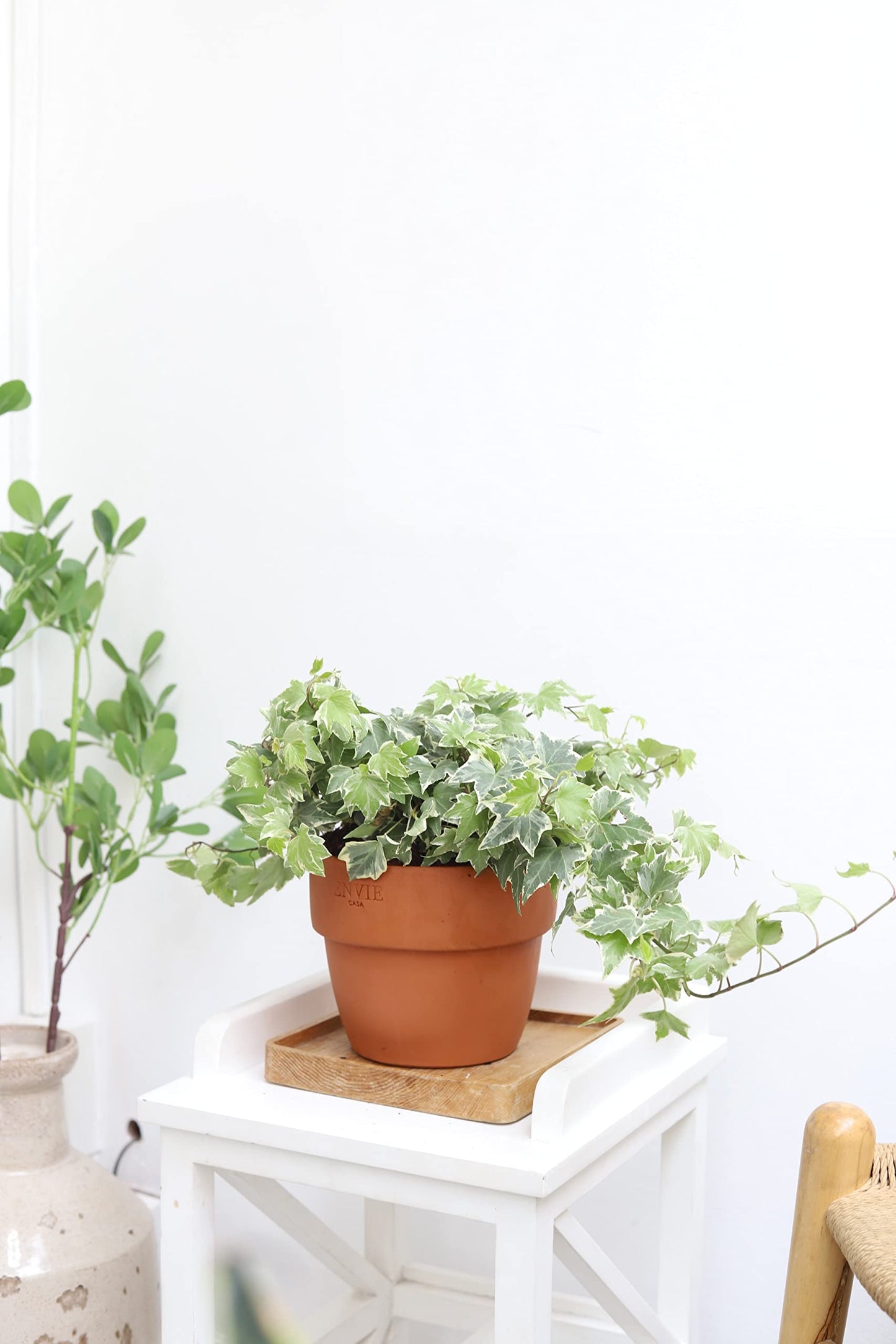 Golden English Ivy (4" Grower Pot) - Healthy Houseplant - Easy Care Indoor Houseplant