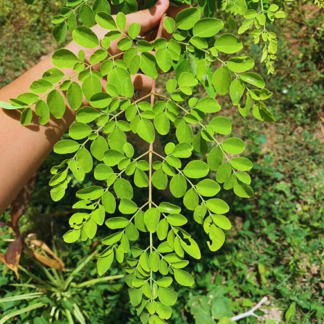 2 Moringa Trees Live Plants, Moringa Oleifera Drumstick Plant Live, 4 Inc Pot, Herb Garden Planting