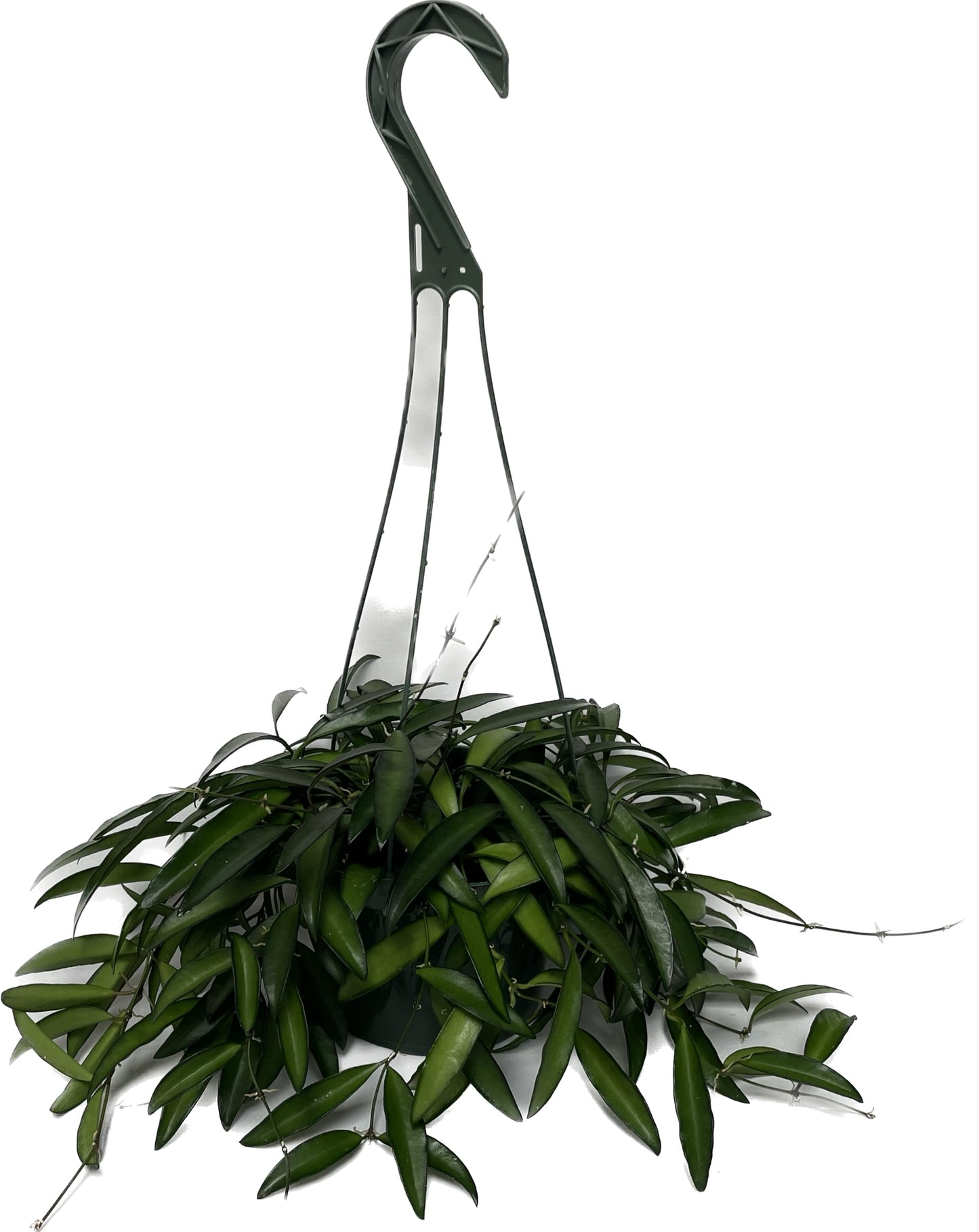 Hoya Wayetii Captivating Wax Plant - Air Purifing Live Plant - Hoya Plants Live Houseplants - Available in 2" Pot, 4" Pot and 6" Hanging Pot - Ships from CA (4" Pot, 2 Plants)