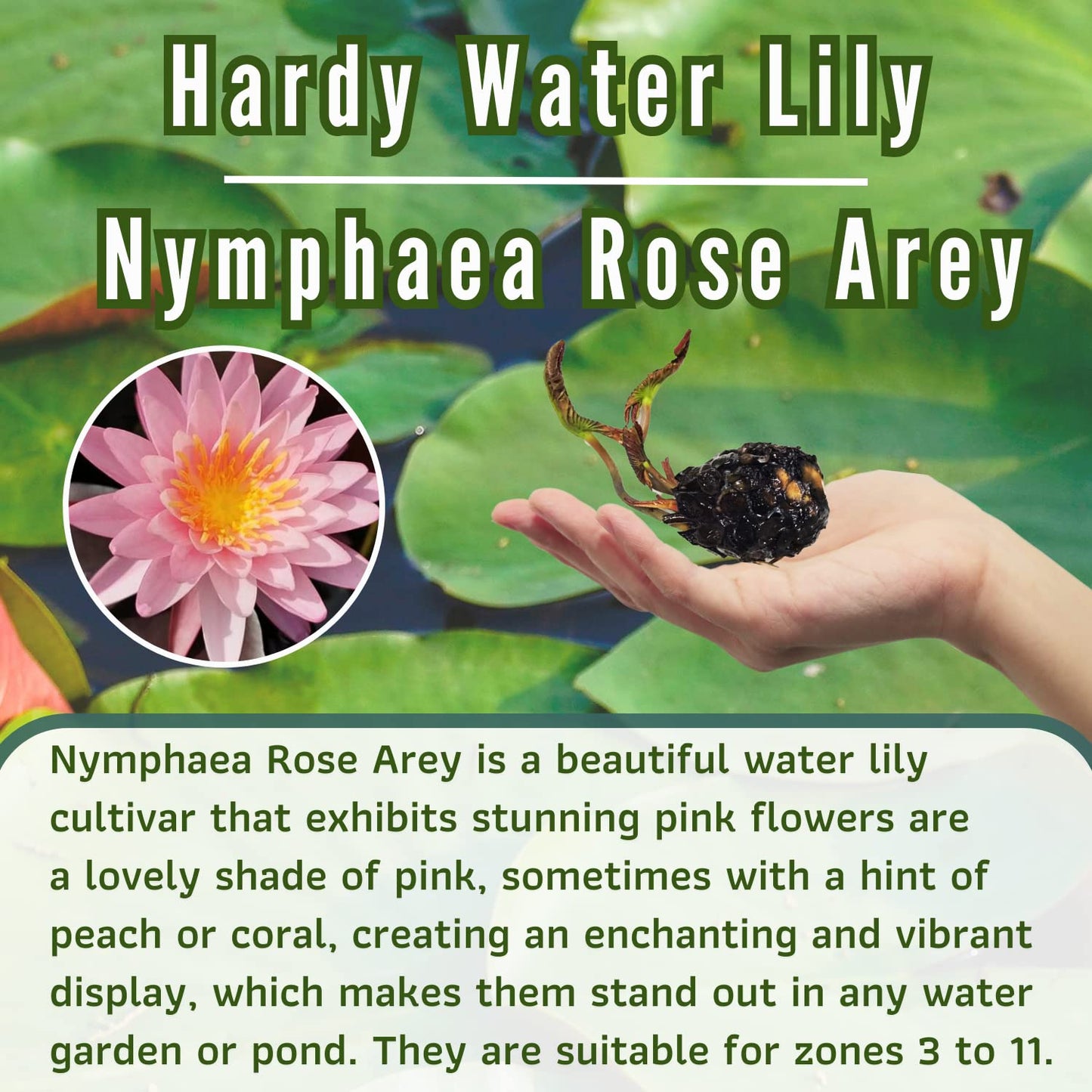 Mainam Mixed Colorful Hardy Water Lily Tuber Live Aquarium Plant for Freshwater Fish Pond Balcony Buy 2 GET Fertilizer Free (Pink Nymphaea Rose Arey)