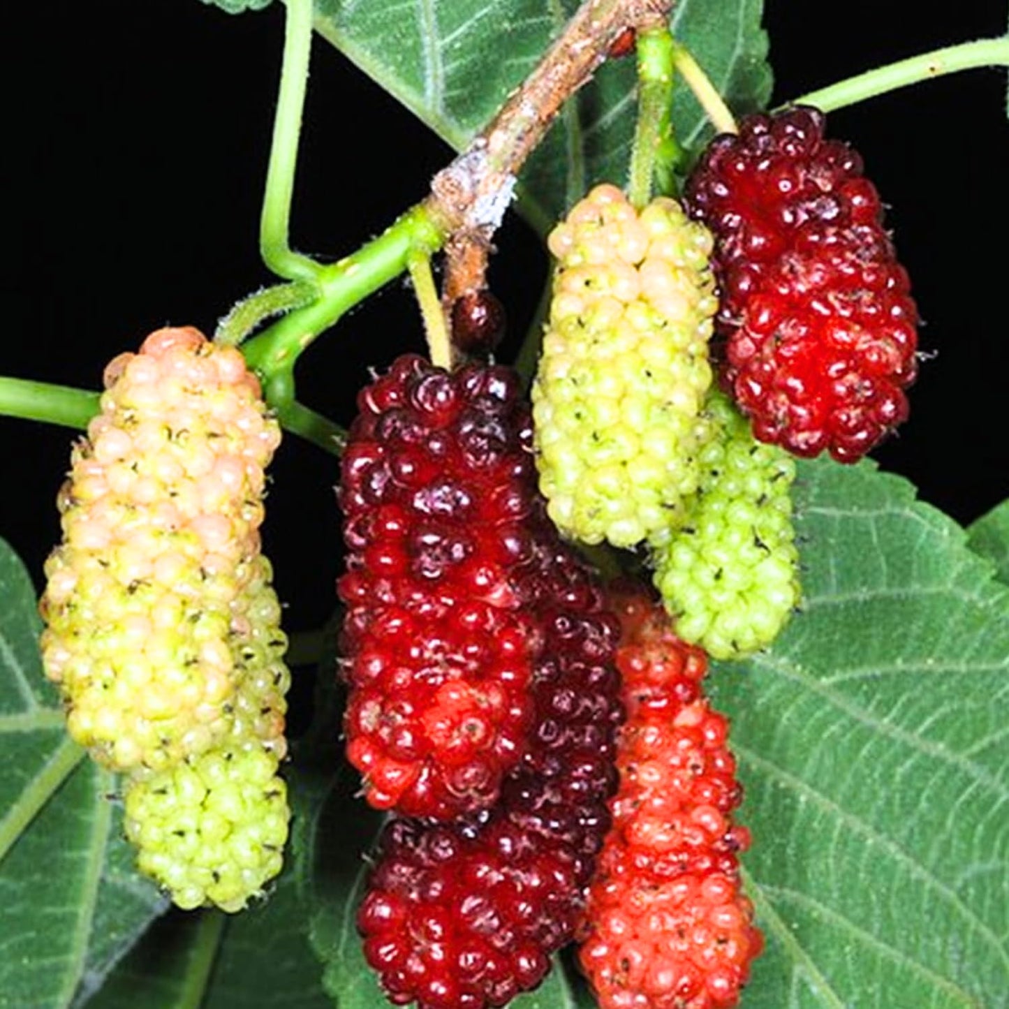 2 Red Mulberry Plants Live, 5-9 Inch Tall, Mulberry Fruit Trees Live Plants, Mulberry Seedlings