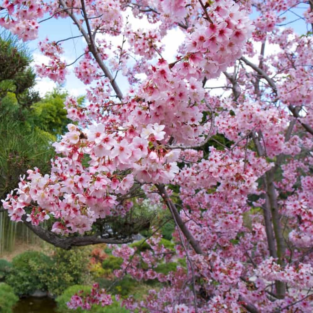 Cherry Blossom Tree Live Plant, 8-12" Tall, Ornamental Flowers for Outdoor Planting, in Pot (Autumn Cherry)