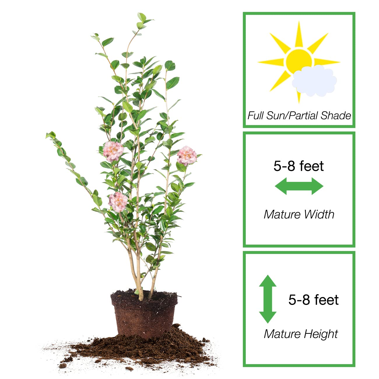 Perfect Plants Live High Fragrance Camellia in 3 Gallon Grower's Pot | Evergreen Perennial That Loves Shade | Air Purifier with Beautiful Flowers and Sweet Blossom Scent
