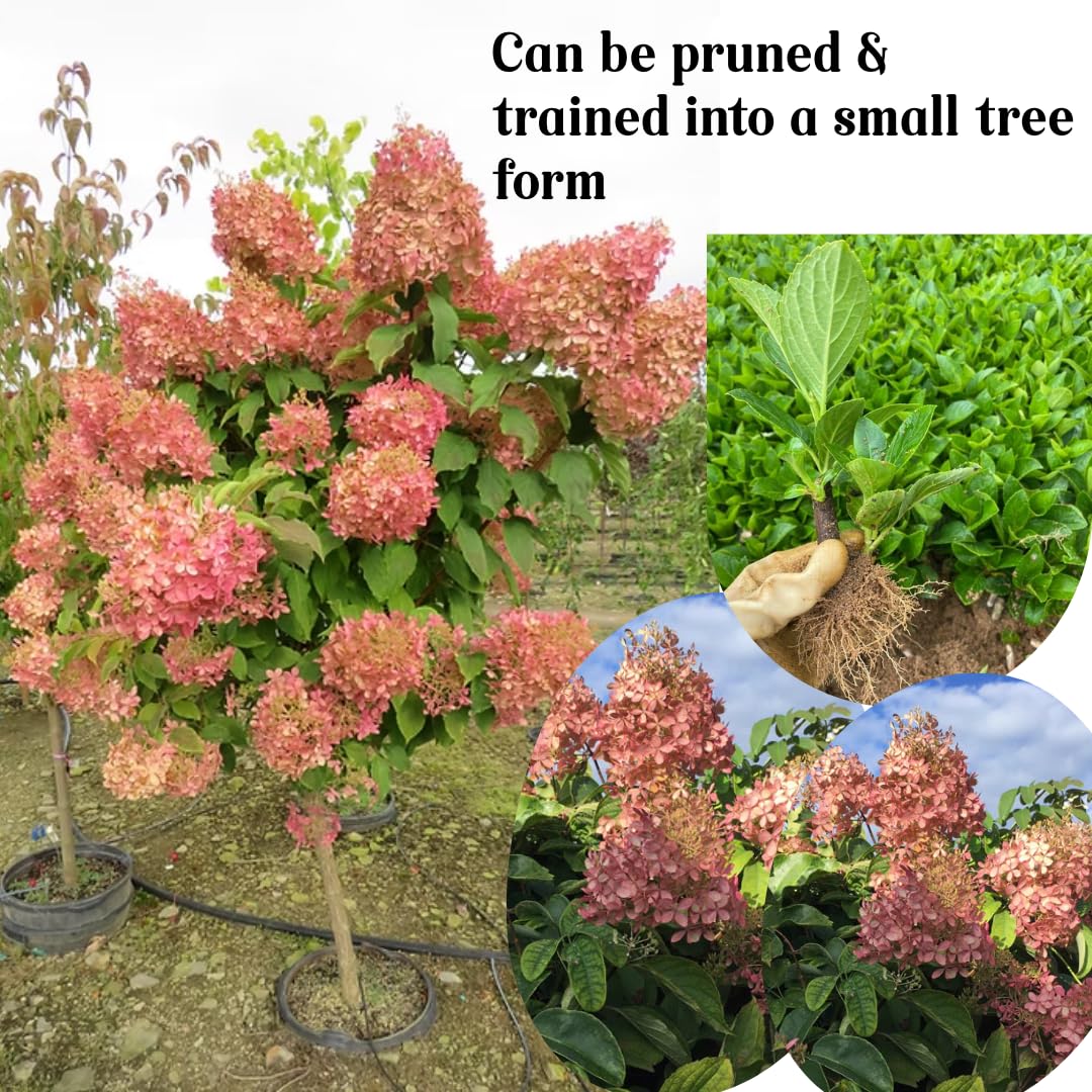 Hydrangea Bush Tree Plants Live, 5-9" Tall, No Pot, Dormant in Winter, Change Color Perennial Planting Indoor Outdoor, Long Lasting Blooms Flower (Can Trim as Tree, Pink White)