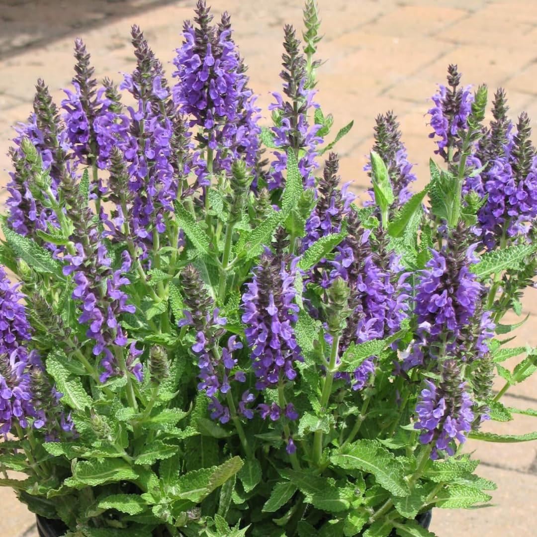 Violet Blue Purple Sage Live Plant, Salvia Plant Live Herb for Grow Indoors Outdoor in 3 Inch Pot