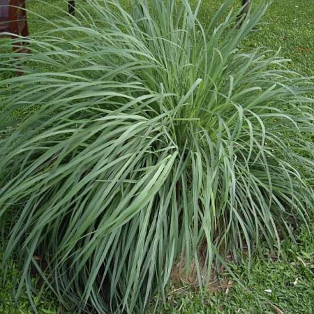 7 Lemon Grass Plants Live Outdoor, No Pot, Well-Rooted 4-8" Tall Lemon Grasses Live Plant for Outside, Starter Lemongrass Plant Indoor Outdoor Planting