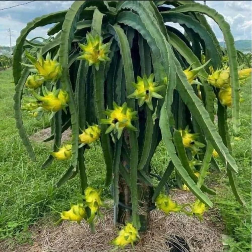 2 Yellow Dragon Fruit Tree Live Plant, 4 to 7 Inc, Live Dragon Fruit Plant, Sweet Fruit Plant Outdoor Garden, Without Pot