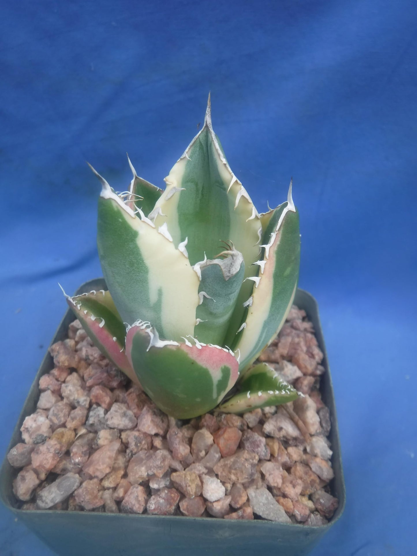 Agave Snaggle Tooth Beautiful Variegated Starter Plant! 2" to 3" Wide! Shipped Bare Root! No Pot or Soil!